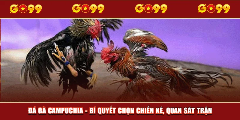 Đá gà Campuchia