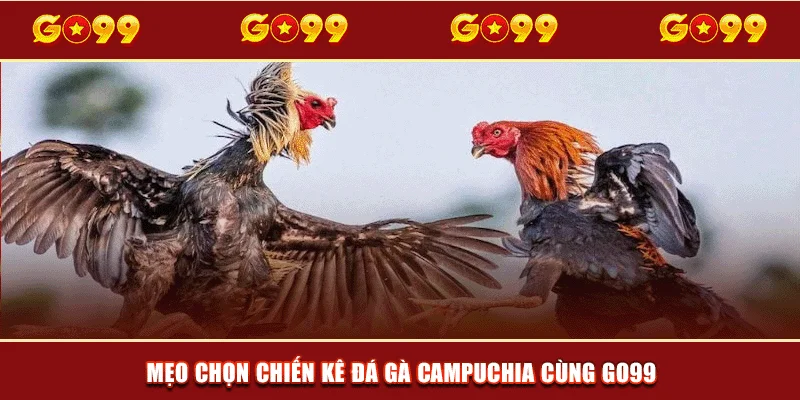 Mẹo chọn chiến kê đá gà Campuchia cùng GO99